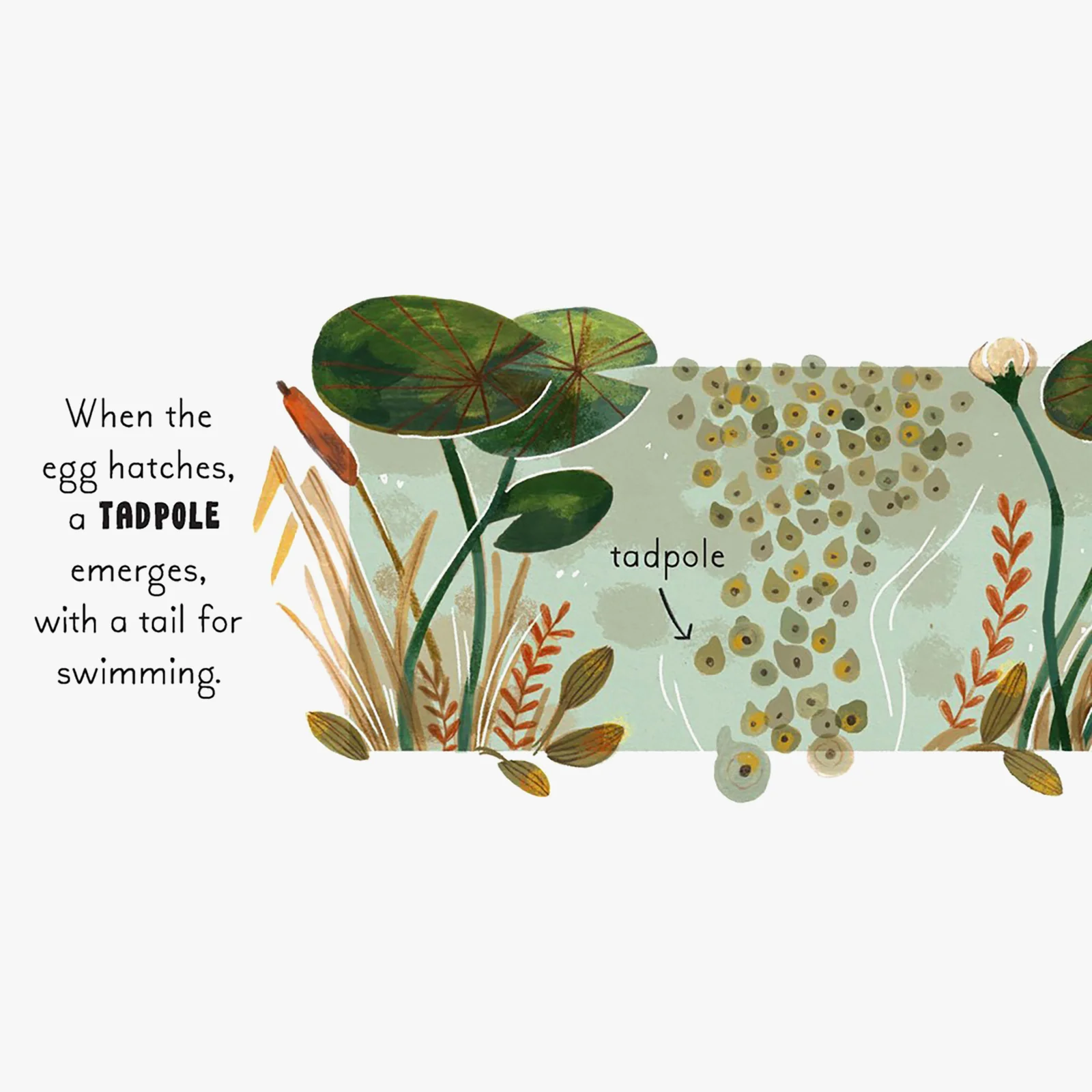 5 Minute Nature Story Box Board Book Set - Image 3
